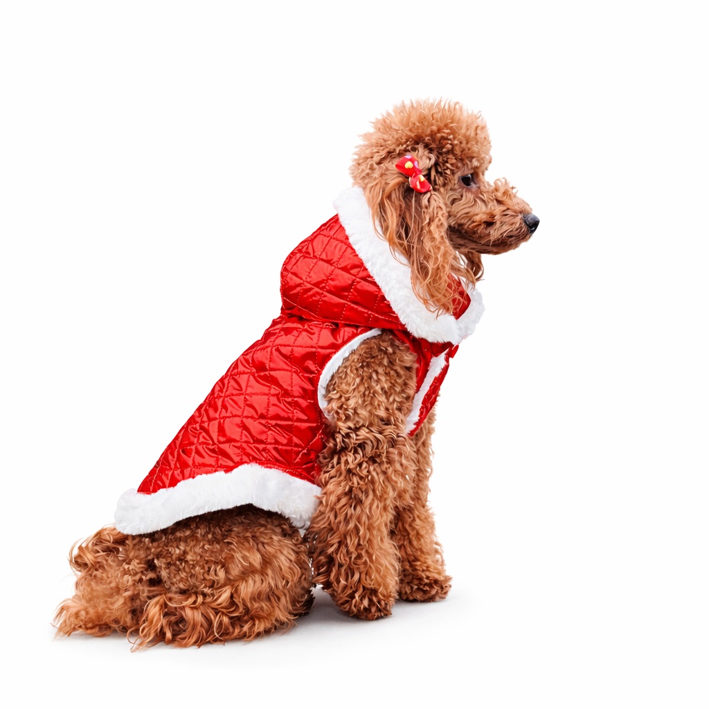 Barboncino con Cappotto piumino per cane “Ruby” trapuntato rosso con fodera in faux-fur bianca Ruby quilted puffer dog coat “Ruby” with white faux-fur lining
